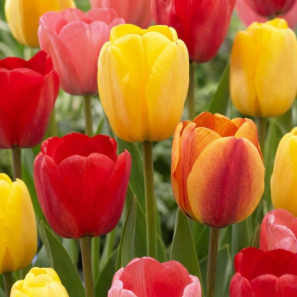 Cebulki tulipanów Darwin Hybrid mix cebulki XL