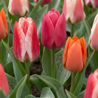 Tulpanlökar Greigii mix