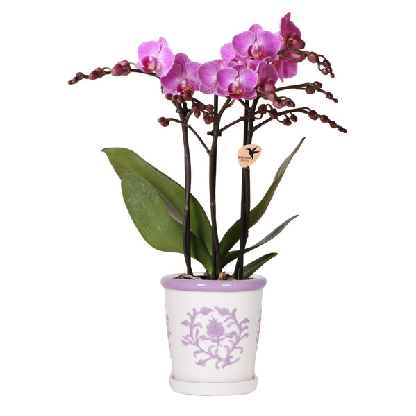 Orchidee Vienna (Phalaenopsis) inclusief Malaga sierpot Lila