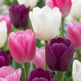 Product afbeelding 1