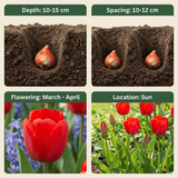 Product afbeelding 4