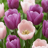 Tulip bulbs Macron mix