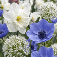 Flower bulb mix Sunny garden