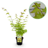 Product afbeelding 1