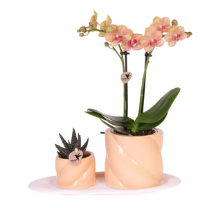 Combi deal - Candy peach inclusief sierpotten op dienblad