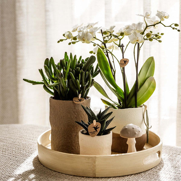 Combi deal - Slow Living inclusief keramieken sierpotten en accesoires