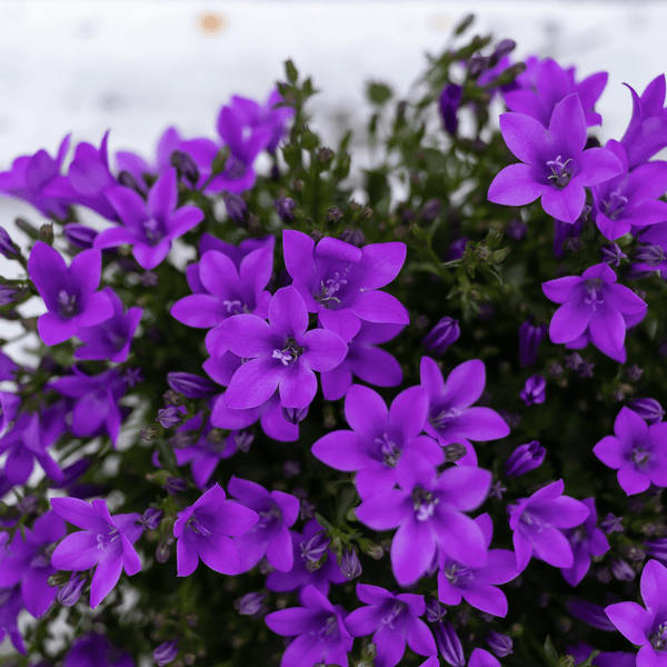 Combideal - 2x Campanula Addenda Ambella paars inclusief Malaga sierpotten - 20cm