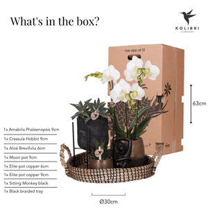 Combi deal - Urban luxe set inclusief sierpotten en accessoire op dienblad