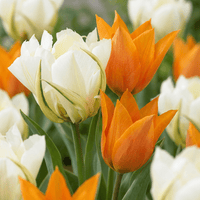 Tulpenzwiebeln Sunbath