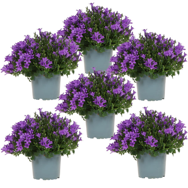 Campanula Addenda (paarse Klokjesbloem) - 20cm kopen bij Green Bubble