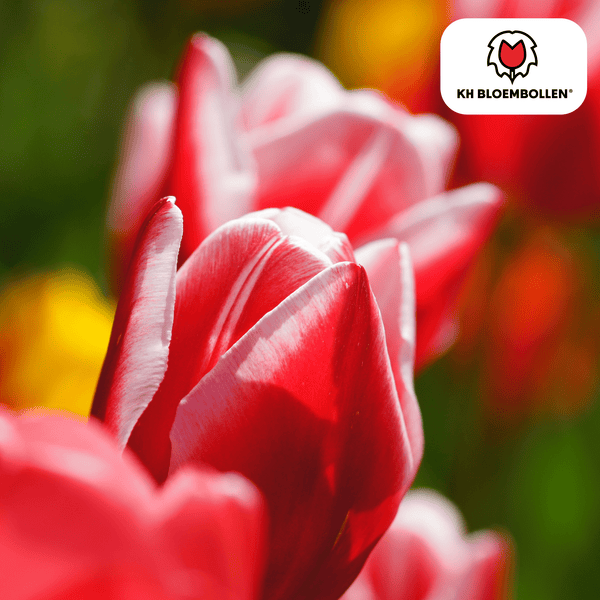 Tulpenbollen Candy Apple Delight - 20 stuks