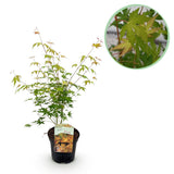 Product afbeelding 1