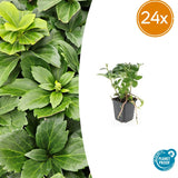 Product afbeelding 10