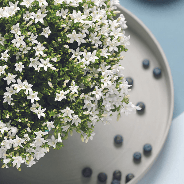 Combideal - 2x Campanula Addenda Ambella wit inclusief Berry sierpotten - 20cm