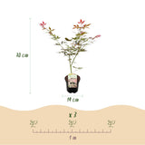Product afbeelding 4