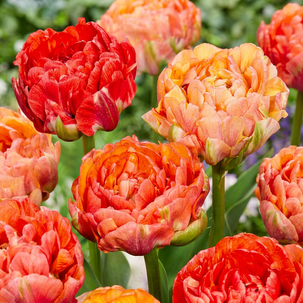 Bulbes de tulipe Gudoshnik Double