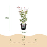 Product afbeelding 4