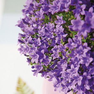 Campanula Addenda (paarse Klokjesbloem) - 20cm