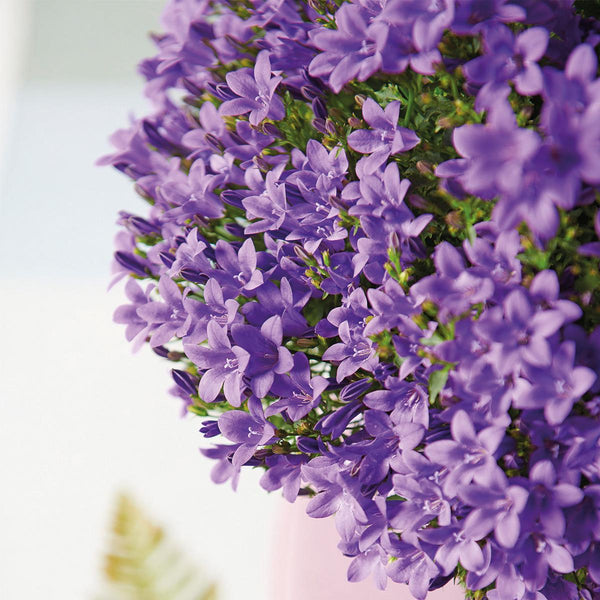 Campanula Addenda (paarse Klokjesbloem) - 20cm