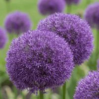 Allium bulbs Pinball Wizard