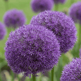 Product afbeelding 1