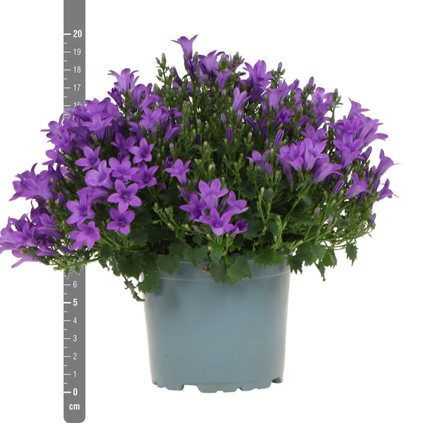 Campanula Addenda (paarse Klokjesbloem) - 20cm kopen bij Green Bubble