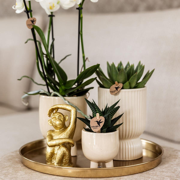 Combi deal - Luxury Living inclusief keramieken sierpotten en accesoires