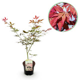 Product afbeelding 1