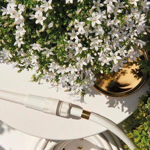 Campanula Addenda wit (Klokjesbloem) - 20cm