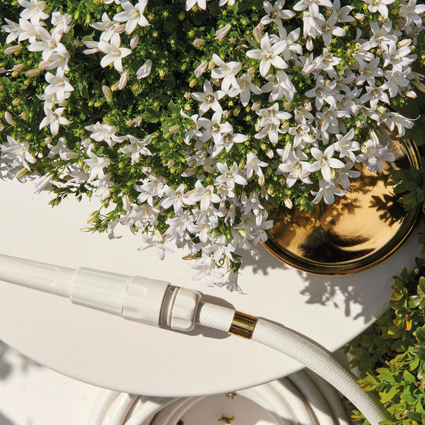 Campanula Addenda wit (Klokjesbloem) - 20cm