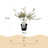 Product afbeelding 4