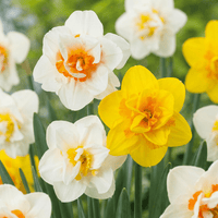 Daffodil bulbs Double mix