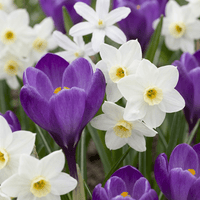 Flower bulb mix Shade garden