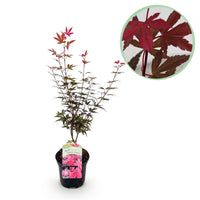 Arce japonés Skeetsers Broom - Morado - 70cm