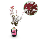 Product afbeelding 1