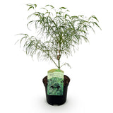 Product afbeelding 2
