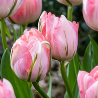 Tulip bulbs Double Pink