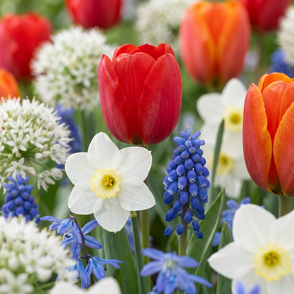 Cebulki kwiatowe mix Bulbs from Holland