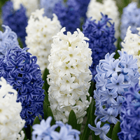 Bulbes de jacinthe Blue Water mix