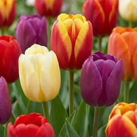 Bulbos de tulipán Triumph mix