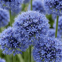 Allium bulbs Caeruleum