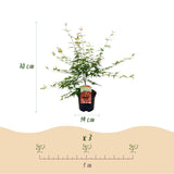 Product afbeelding 4