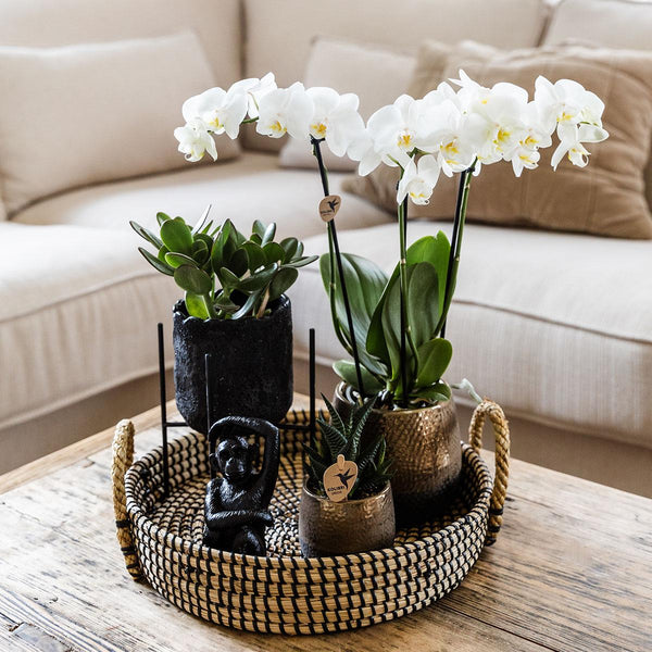 Combi deal - Urban luxe set inclusief sierpotten en accessoire op dienblad