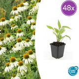 Product afbeelding 9