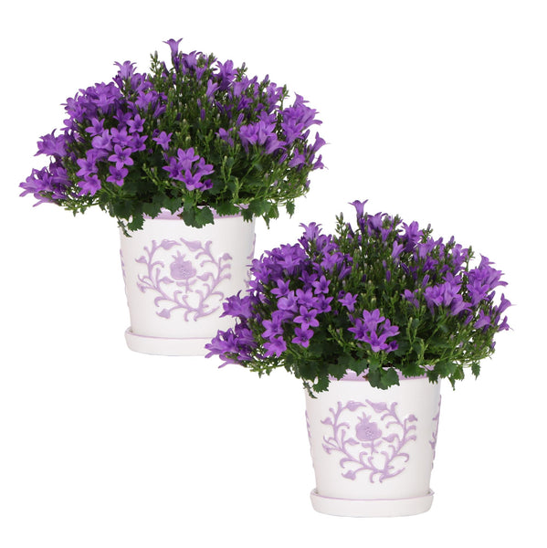 Combideal - 2x Campanula Addenda Ambella paars inclusief Malaga sierpotten - 20cm