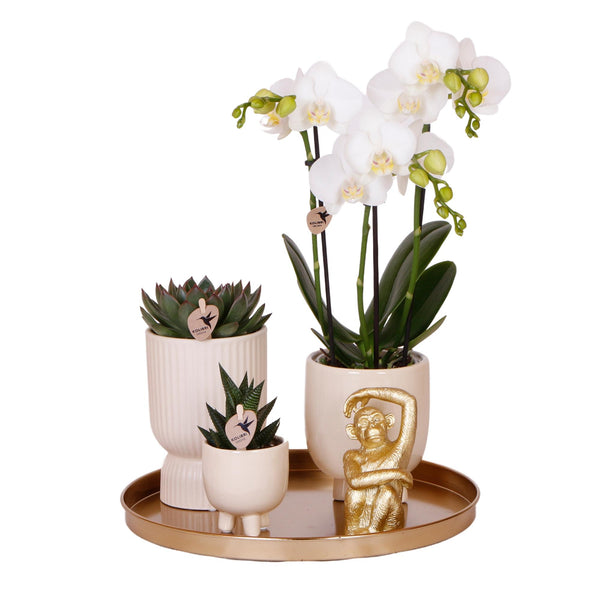 Combi deal - Luxury Living inclusief keramieken sierpotten en accesoires