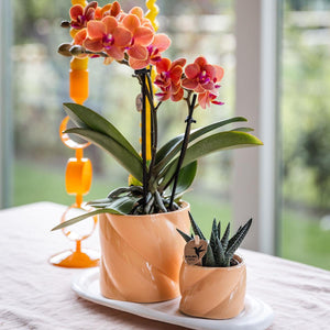 Combi deal - Candy peach inclusief sierpotten op dienblad