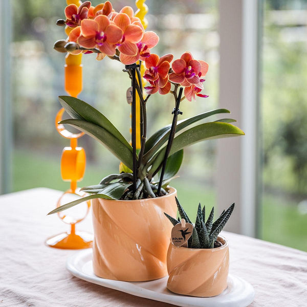 Combi deal - Candy peach inclusief sierpotten op dienblad