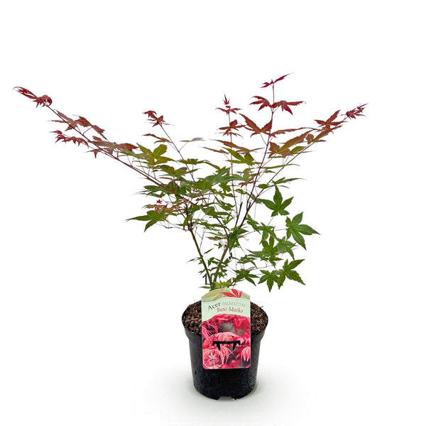 Japanse Esdoorn Beni Maiko - Rood - 70cm
