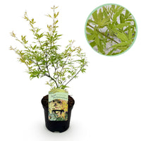 Arce japonés Methamorphosa - Verde - 70cm